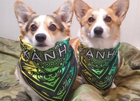 kanha-custom-pride-bandana